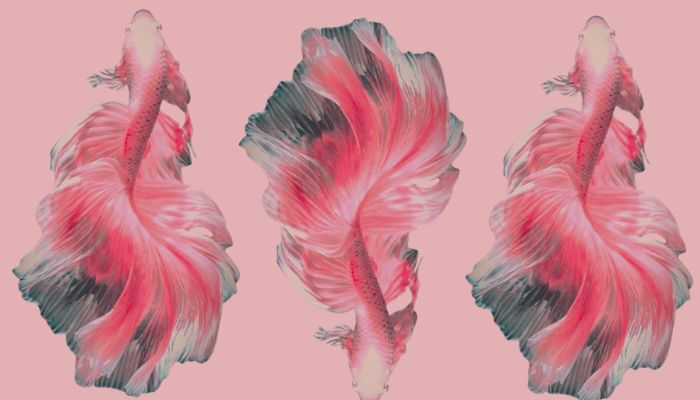 Semen Fish Chromosomal Analysis